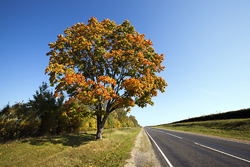 Image showing the autumn road  