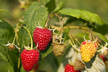 Image showing ripe raspberry  