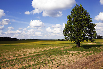 Image showing tree in the field  