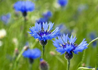 Image showing cornflowers  