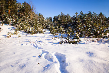 Image showing trees   in winter