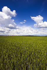 Image showing immature wheat