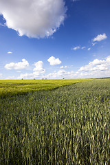 Image showing agricultural field  