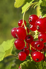 Image showing Branch of ripe redcurrant berries 