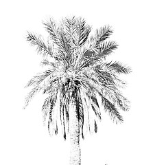 Image showing tropical palm in morocco africa alone and the sky