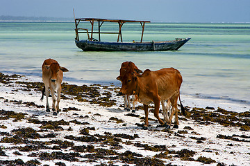 Image showing africa cow coastline boat   in the  blue lagoon relax  of zanzib