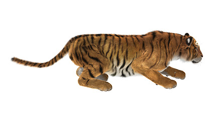 Image showing Tiger