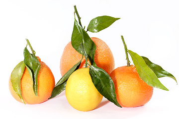 Image showing Citrus fruit collection