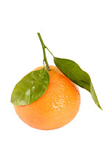 Image showing Tangerine