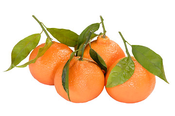 Image showing Tangerine fruit collection