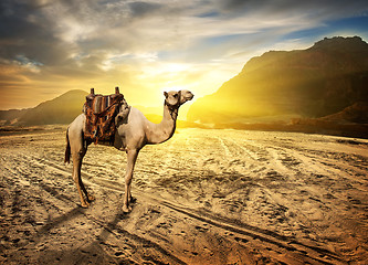 Image showing Camel in desert