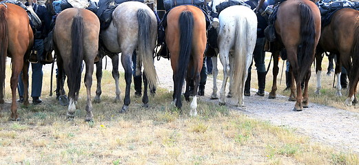 Image showing Cavalry horses.