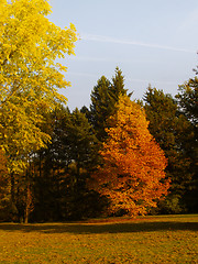 Image showing autumnal park