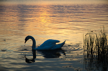 Image showing Mute swan at sunset