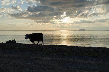 Image showing Cow silhouette by the beach