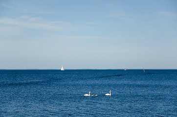 Image showing Swans in blue water