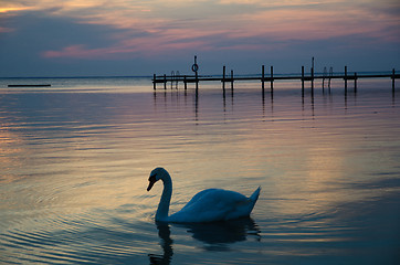 Image showing Swan at twilight reflections