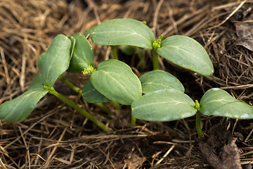 Image showing Young shoots of a cucumber\r