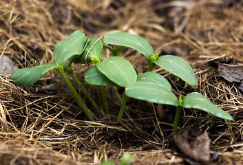 Image showing Young shoots of a cucumber\r