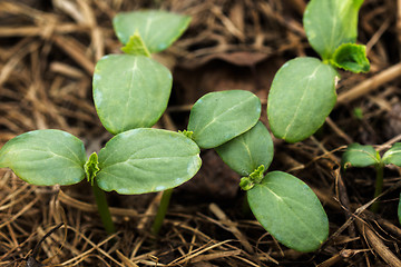 Image showing Young shoots of a cucumber\n