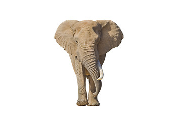 Image showing Isolated Elephant