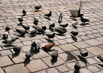 Image showing City pigeons