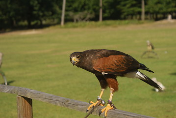 Image showing Buzzard