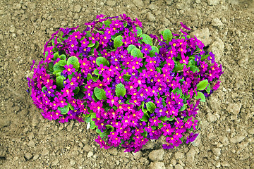 Image showing pink flowers