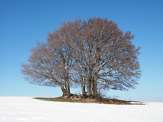 Image showing round tree in winter with blue sky