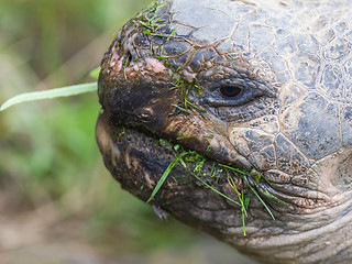 Image showing Galapagos giant tortoise eating