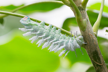 Image showing Attacus atlas moth Caterpillar