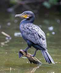 Image showing Cormorant, single bird perched on branch