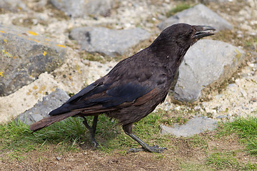 Image showing Black Crow