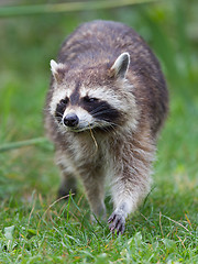 Image showing Close-up portrait of an adult raccoon