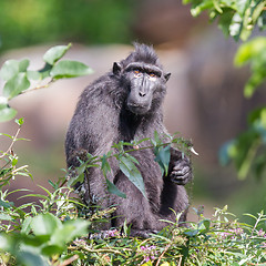 Image showing Adult Celebes crested Macaque