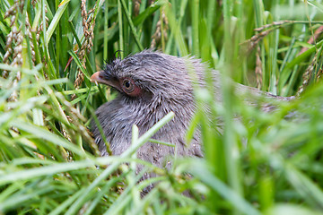 Image showing Bird on it\'s nest