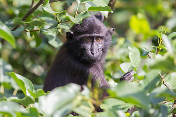 Image showing Young Celebes crested Macaque