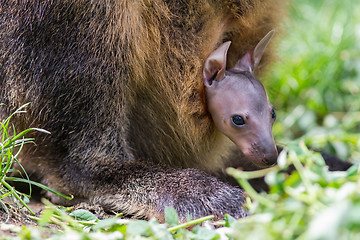 Image showing Wallaby with a young joey 