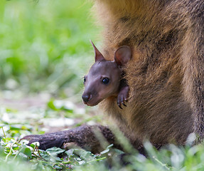 Image showing Wallaby with a young joey 