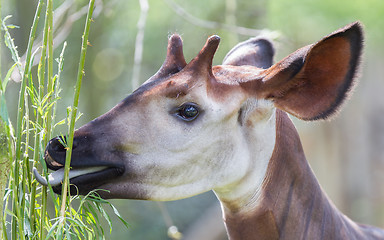 Image showing Close-up of an okapi eating