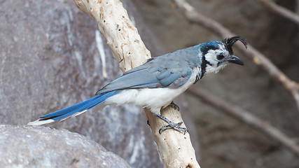 Image showing Blue bird (Calocitta formosa) perching on a branch