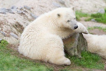 Image showing Young polarbear resting