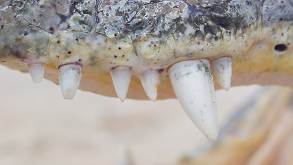 Image showing Close-up of crocodile teeth, upper jaw