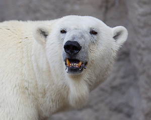 Image showing Close-up of a polarbear (icebear)