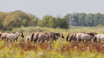 Image showing Konik horses