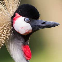 Image showing Close-up of a crowned crane