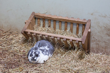 Image showing Rabit resting