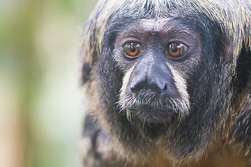 Image showing Small monkey, selective focus