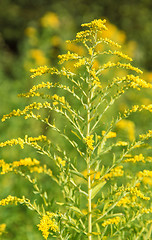 Image showing Canadian goldenrod