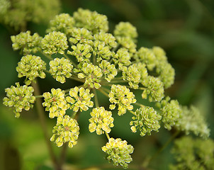 Image showing Apiaceae